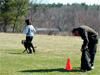 Canine Magic Dob Obedience Training, Massachusetts