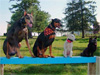 Canine Magic Dob Obedience Training, Massachusetts