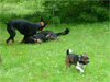 Canine Magic Dob Obedience Training, Massachusetts