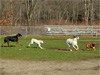 Canine Magic Dob Obedience Training, Massachusetts