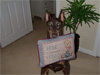 Canine Magic Dob Obedience Training, Massachusetts